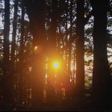 Almost Xiu Xiu, Almost Deerhoof