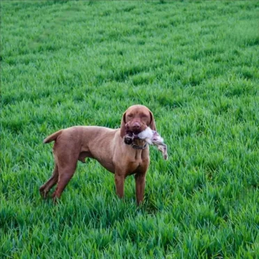 dog demos by yora - album cover
