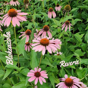 Reverie by Blokeacola - album cover