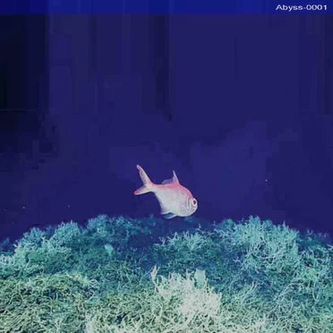 Living Coast Discovery Center by Abyssal Coast - album cover