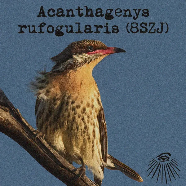 Acanthagenys rufogularis