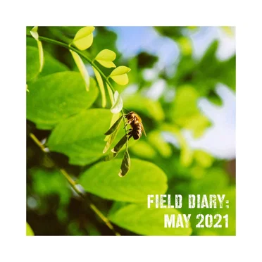 Field Diary: May 2021 by Various Artists - album cover
