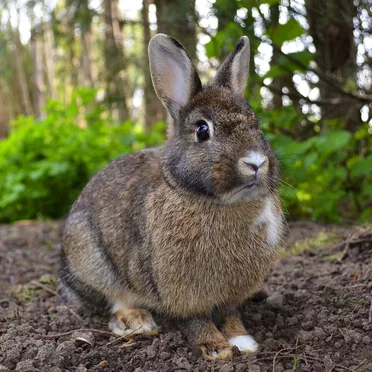 🐇