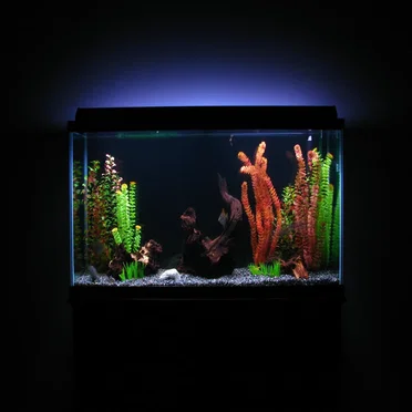 Fish Tank Soothing Water Sounds for Sleep