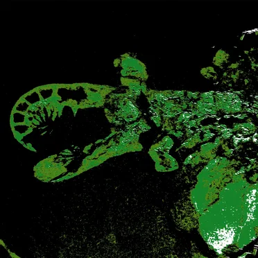 Anomalocaris