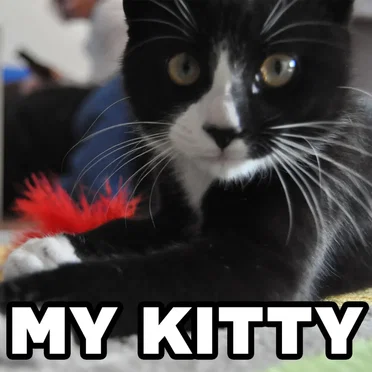 You're My Kitty