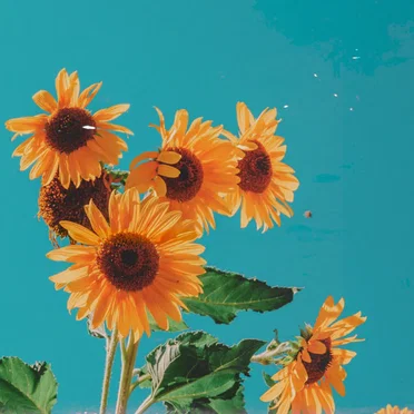 summer snow (2022 Ver.)