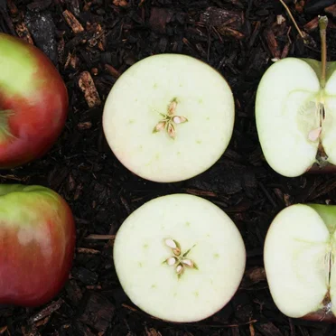 The Admission Price Is an Apple