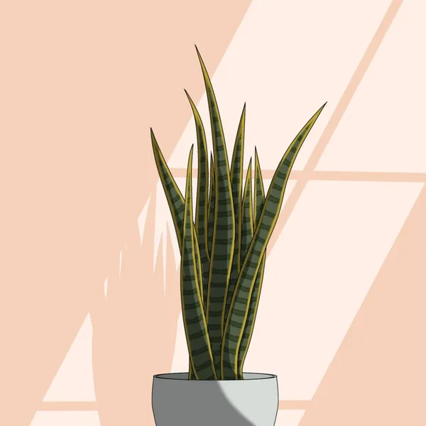Sansevieria