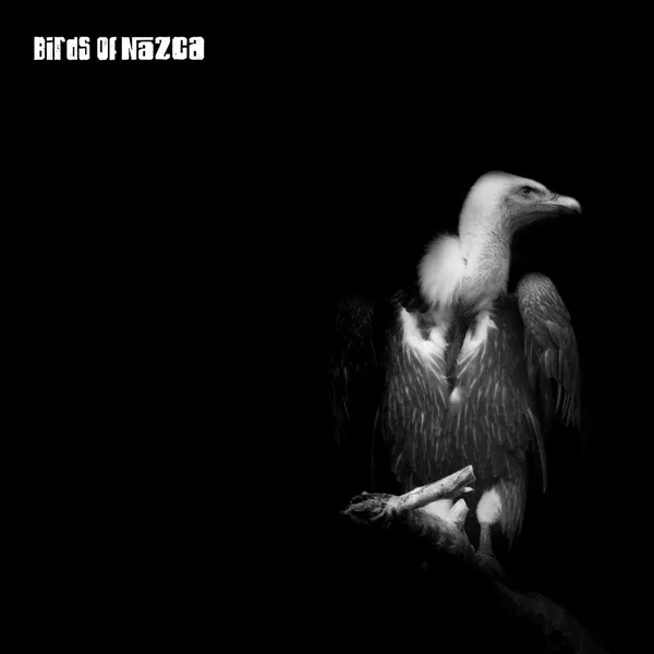 Birds of Nazca