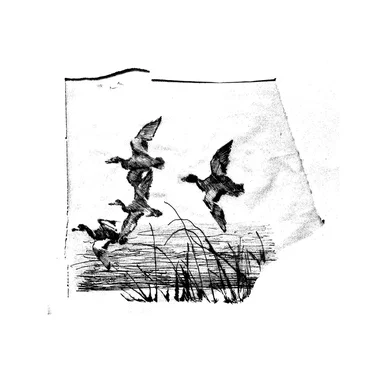 Anything