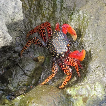 🦀Crabnoise🦀