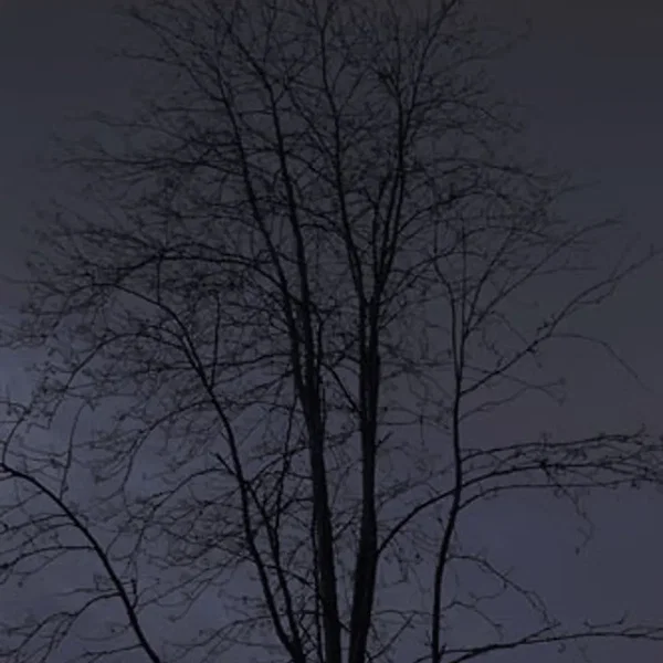 Trees