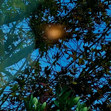 Verschütteter Frühling