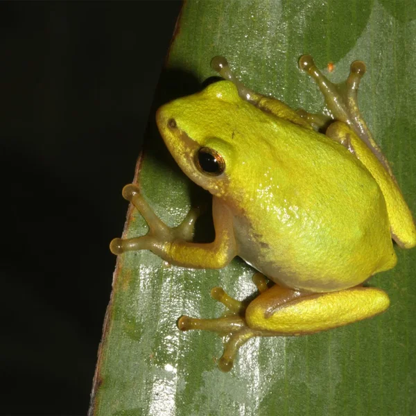 Hyperolius pickersgilli