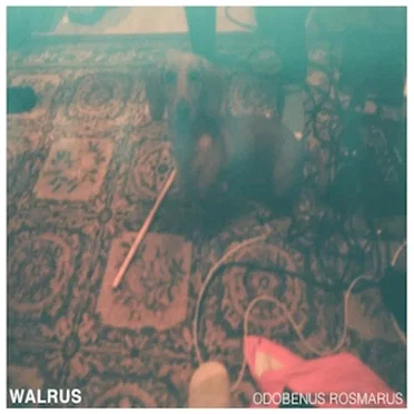 Odobenus Rosmarus by Walrus - album cover