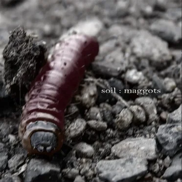 Maggots