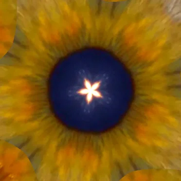 Somber Sunflower
