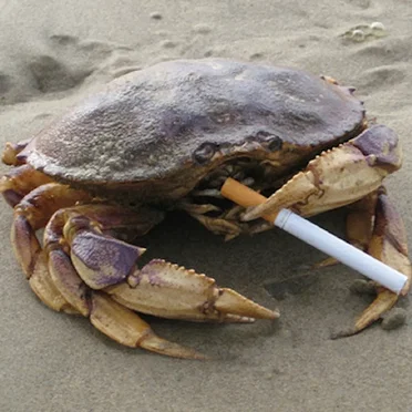 Full Crab by Sour Cream - album cover
