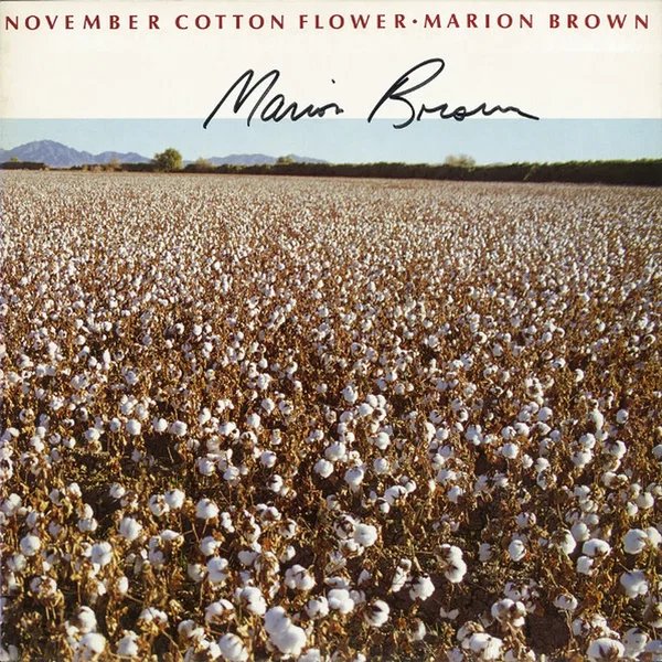 November Cotton Flower