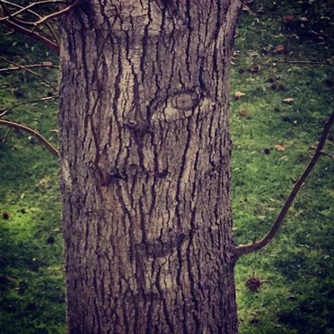 Kodama