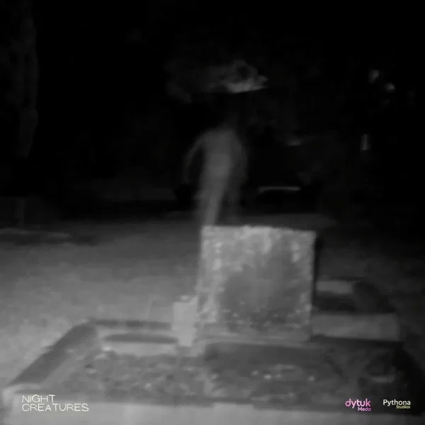 The Hidden Battles of Two Night Creatures