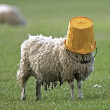 We the Sheeple by Christian Fitness - album cover
