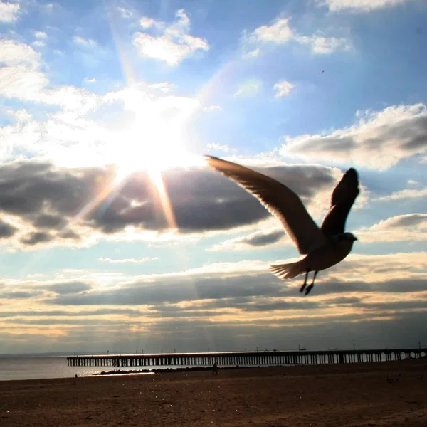 Artificial Horizon
