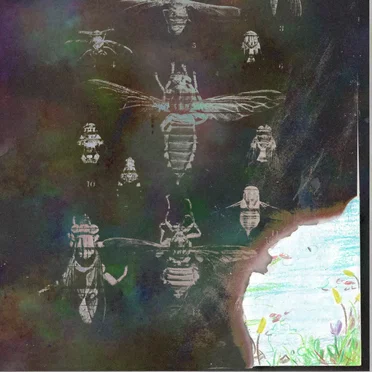 Dragonfly/Firefly