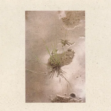 Homing by Liis Ring - album cover