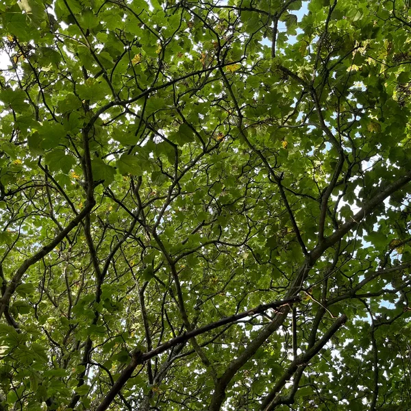 Dark Green Systems
