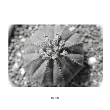DSC5390 by Hideo Nakasako - album cover
