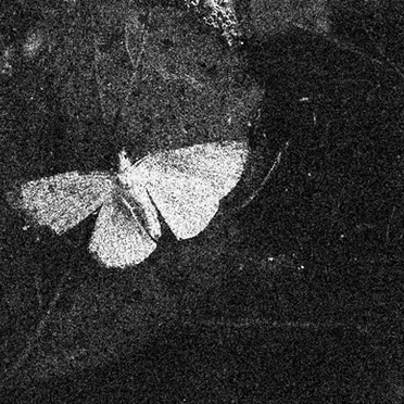 Bug Catcher / Remord