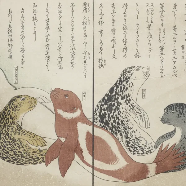shirohada