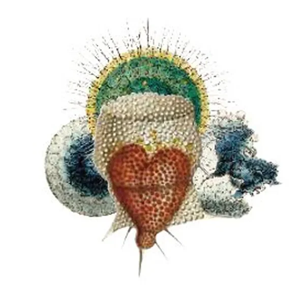 Radiolarians: The Evolutionary Set