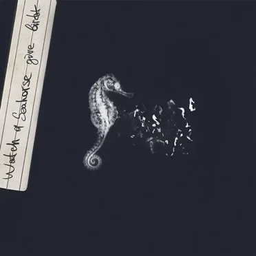 Watch a Seahorse Give Birth