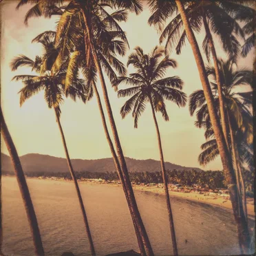 True Palms