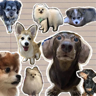 Puppy by 16 - album cover