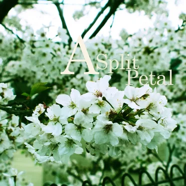 A Split Petal by Hasenpfeffer - album cover