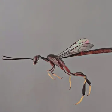Bug Catcher / mhzesent