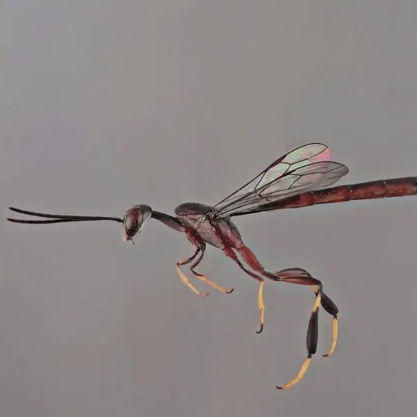 Bug Catcher / mhzesent