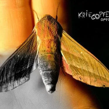 Opponere by Kriegopfer - album cover