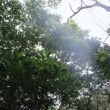The Ancient Forest XIV