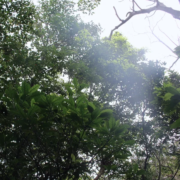 The Ancient Forest XIV