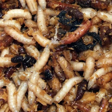 Maggotkind (Ode to Dying Mankind)