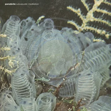 Sub‐Aquatic Meditation