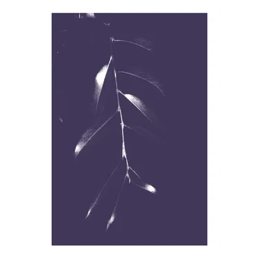 Salix by Onrust - album cover