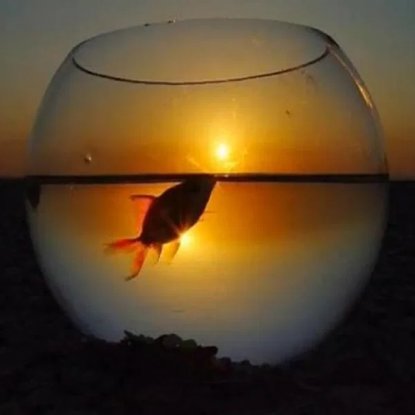 Aquarium V