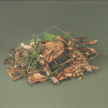 Forest Floor by Fergus McCreadie - album cover