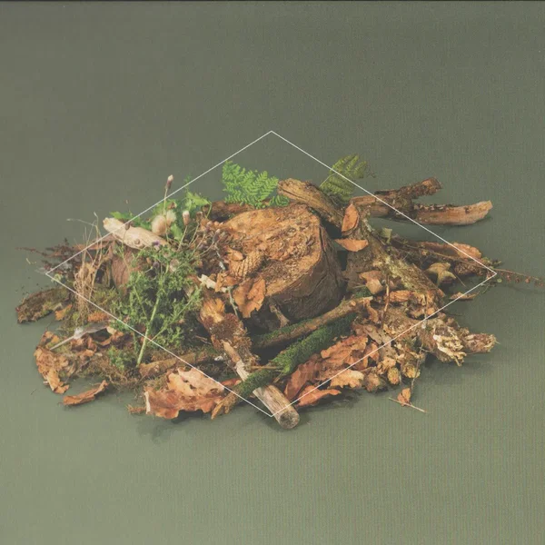 Forest Floor